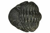 Wide, Enrolled Pedinopariops Trilobite #171573-6